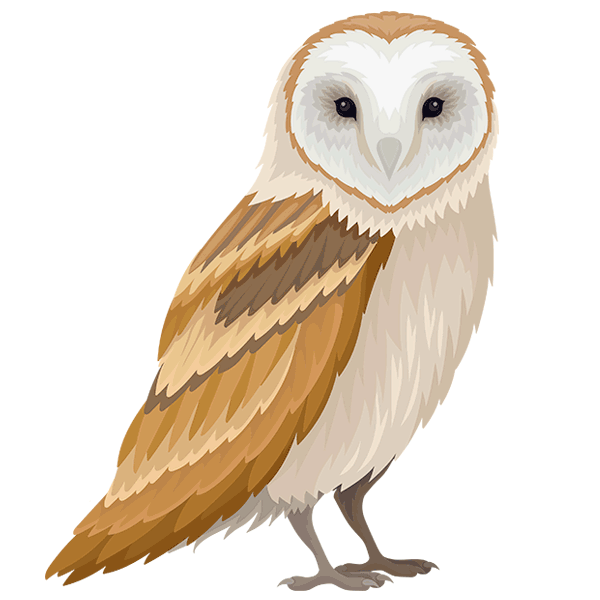 barn-owl-600-white