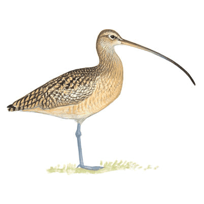 curlew-400