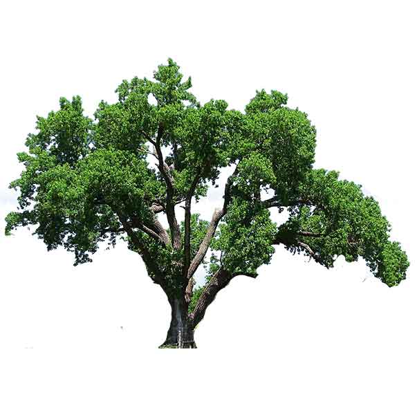 live-oak-photo-free-600-white