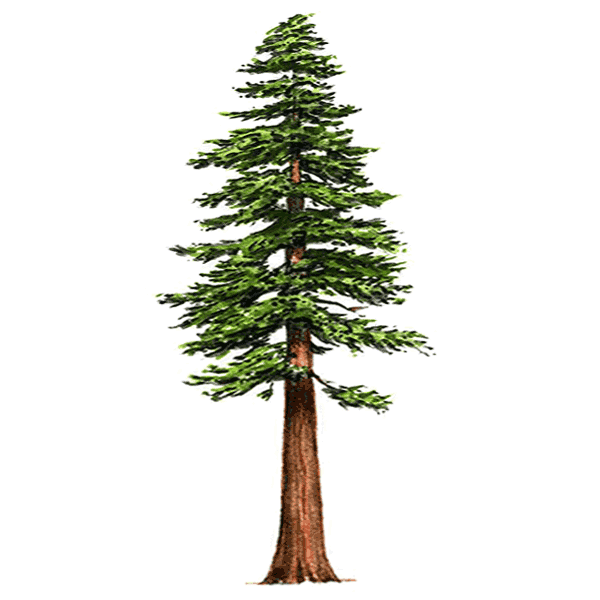 redwood-1-600